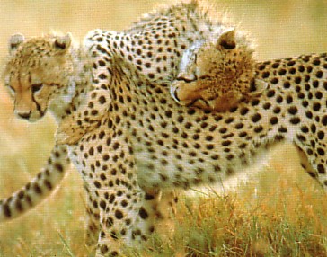 Hugging cheetah.jpg