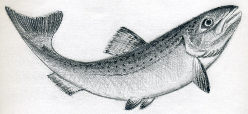 how-to-draw-a-fish13_2.jpg